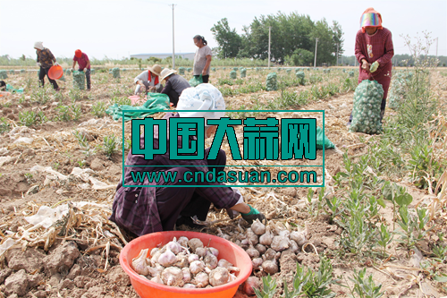 安徽界首： 喜获丰收 农户增加收入